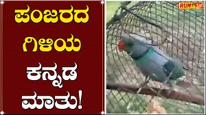 834K views · 43K reactions | ಪಂಜರದ ಗಿಳಿಯ ಕನ್ನಡ ಮಾತು! #ParrotKannada #Speaking #ViralVideo #RuntvNews #Mudhol #Kannada #Karnataka ► Subscribe to Run tv News ►Like us on Facebook: https://www.facebook.com/Runtv.News/videos ►Youtube: https://www.youtube.com/@runtvnews6359/videos ► Follow Us OnInstagram: https://www.instagram.com/runtvmudhol/ | Run TV News And Entertainment | Facebook
