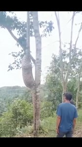 211K views · 8.2K reactions | All these snakes are so cute. | My Work | Facebook