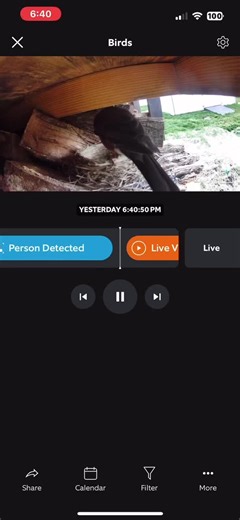 Both parents feed the young. A pair of American robins feeding a hungry family deliver 100 to 150 meals a day to the nest. Each baby robin may eat its weight in insects, worms and berries in a day.#eggciting #robin #honeythebird #natureathome #ringcamera #fypシ゚viral #followalong @Ring