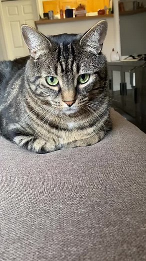 Discover the Mind-Blowing World of Chonky Cats on TikTok!