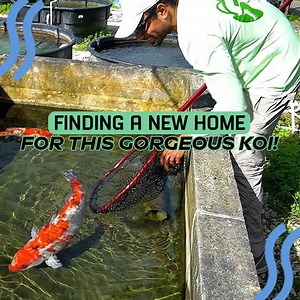 Fish Laid Thousands of Eggs All Over Expensive Pond | Zak Catch Em