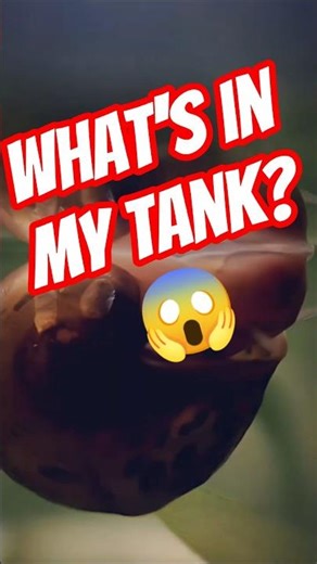 3 Most Common Pest Snails In Your Aquarium😱🐌