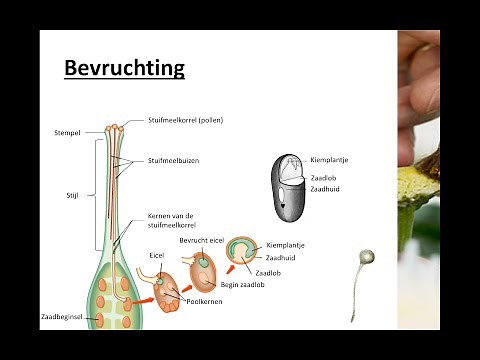 Bloemen, vruchten en zaden - Bevruchting