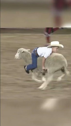 Kids riding sheep at a bull riding event!
