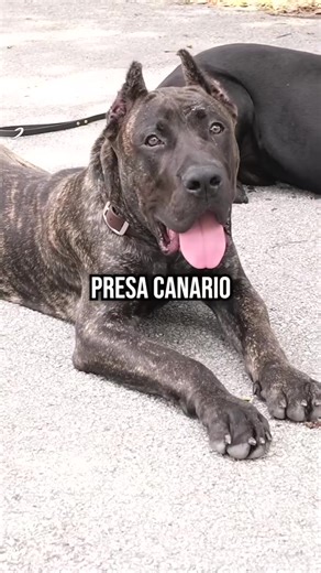 102K views · 1.7K reactions | Cane Corso vs Presa Canario Which Dog Is Right for You #dog #canecorso #canecorsoitaliano #presacanario #dogs #puppy #doglover #fypシviralシ2024 | DIYK9 Dog Training | Facebook