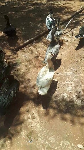 Ducks are natural pest controllers. By hunting mosquito larvae in shallow water, they help reduce mosquito populations. Raising ducks isn’t just about eggs/meat; they control mosquitoes in the farm. Thoughts? #duckkeeping #poultrycare #farmtips #backyardducks #naturalpestcontrol | Poultry Farming - Kienyeji & Ducks | Facebook