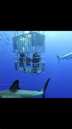 Brave Divers Surrounded by Great White Sharks in Cage. #CageDiving #SharkEncounter