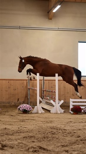 eurobreeding | portal dla hodowców koni on Instagram: "Najlepsze konie Czempionatu w Skokach Luzem, Galiny 2025 🏆 klacze dwuletnie 🥇Cassina HOLST (Checkter - Cassini I)hod. Niemcy/wł. Marta Mazurewicz, nota za skoki: 8,3pkt 🥈Leelett SP (Cassilio - Favoritas xx)hod./wł. Hanna Dziak, nota za skoki: 8,6pkt @martadziakgierlicz 🥉Domina AES (Drive Me Crazy - Almanzor L)hod./wł. Zbigniew Kowalewski, nota za skoki: 8,3pkt ogiery i wałachy dwuletnie 🥇Talissman M KWPN (Baltic VDL - Cohinoor VDL)hod./