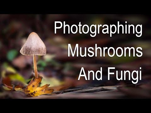Photographing Mushrooms and Fungi in Landscape Photography