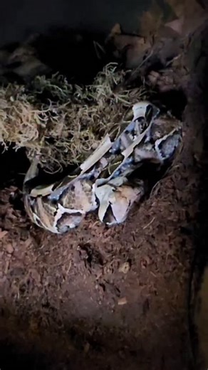 They not always so accurate. This Gaboon Viper missed and hit the dirt with her fangs. She is trying to clear the debris in her fang sheaths now. So this didn't cause any harm and she ate her food just fine. Interesting to see how sensitive they are when taking into consideration this is slow motion. #gaboonviper #snakefeeding #slowmotion #bitisrhinoceros #snake | Reptile Garden