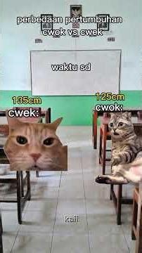 tinggi cwok vs cwek #meme #kucing