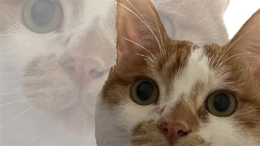 国际标准智商测试！你的智商有多高？