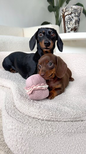 42K views · 1.6K reactions | Busy kids. When the kids sleep in their own bed, Loulou & Coco can actually rest on here, this bed is approved. From By FawPaw | Loulou & Friends | Facebook