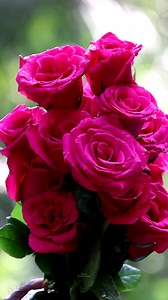 149K views · 10K reactions | Pink Roses | Roses | Facebook