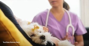 What to Do When Your Puppy Is Throwing Up and Lethargic | GreaterGood