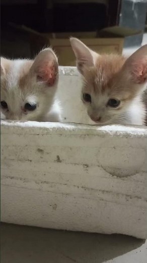 Box Kittens Meltdown! 📦 The Cutest Look Ever! 💞❤️ #shorts