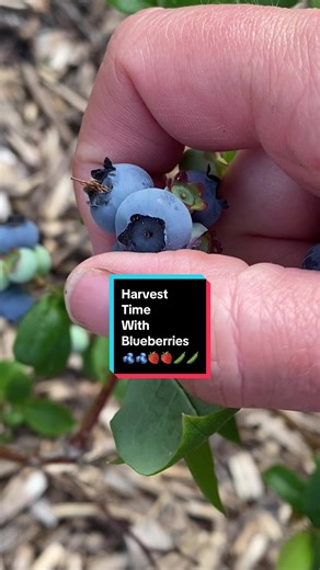 Harvest time with blueberries! This harvest also includes golden and red raspberries, strawberries, broccoli, garlic scapes, basil, chamomile, and snap and snow peas. #harvesttime #gardenharvest #backyardgarden #harvesting