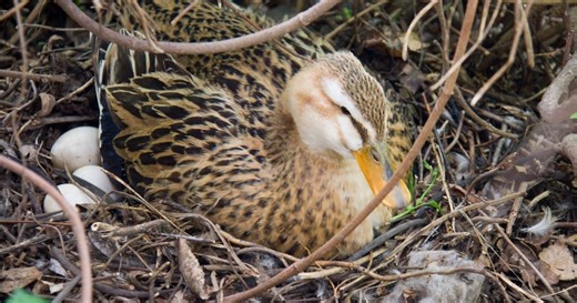 Vous avez surpris des canards en train de se reproduire dans votre jardin ? Voici que faire