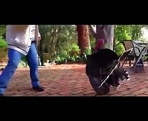 Funniest Animals Scaring People Reactions of 2019 Weekly Compilation  Funny Pet Videos