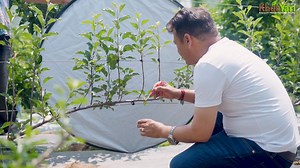 228K views · 3K reactions | Plant Growth Regulators (PGR)  kyun hote hain important? Kaise badhate hain growth, flowering aur yield ? Dekhiye pura video  aur janiye sab kuch! #PGR #PlantCare #FarmingTips #GrowthBooster | Jittu Chauhan Orchardist | Facebook