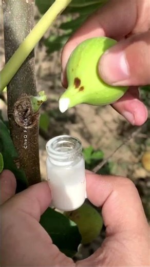 Liquid Gold from Raw Figs! #shorts #plants #farming