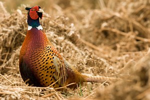 5 Species That You Thought Were Native, But Aren't