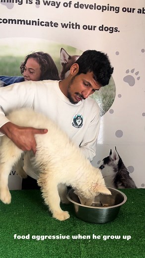 Preventing Food Aggression in Huskies: Effective Training Tips