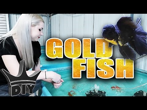 GOLDFISH AQUARIUM TOUR - Solid Gold Aquatics!