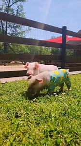 15K views · 2.5K reactions | Enjoy this little Dani + Sunshine compilation!! We spent most of the morning prepping for a new hoarding case, and the girls were following us every step of the way! They kept realizing I was far away and would come running when they saw they were alone. Dani is definitely teaching Sunshine how things are done around here! They are beyond precious. Already two little perfect peas in a pod. 凉勺 Rosies Farm Sanctuary | Sisu Refuge | Facebook