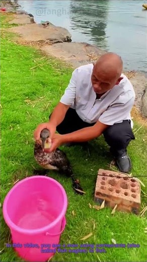 Traditional Cormorant Fishing: Man & Fish Eagle at Work