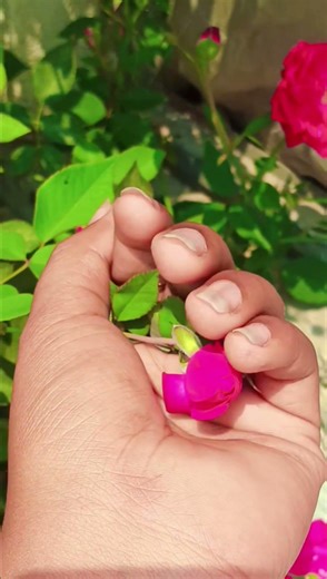 Rose Flower 🌹 A Burst of Floral beauty My Flower Garden#shorts #video #redrose #flower