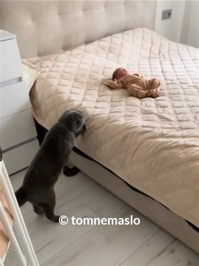 Cat Meets Baby for the First Time 🐱💞👶