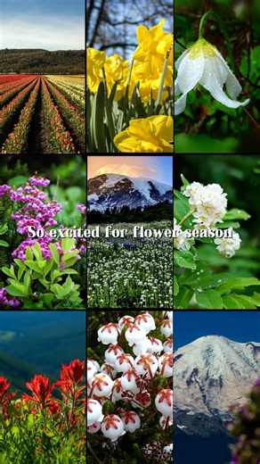 It won’t be long before Lewis County is in full bloom! From vibrant flower meadows to trails with trillium, to alpine meadows with panoramic vistas, spring transforms our landscapes into a colorful tapestry, perfect for outdoor adventures, family hikes, and unforgettable views. Add these Lewis County wildflower locations to your summer bucket list 📍Goat Creek Trail 📍Rainbow Falls State Park 📍Tongue Mountain 📍Goat Rocks Wilderness 📍Packwood Lake Trail Discover the magic of wildflower season 