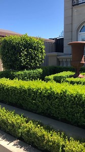 Want a low-maintenance garden? Here are the plants you need. Shop the range here: https://www.thetutuguru.com.au/product-category/garden-types/low-maintenance/ #hellohelloplants #nursery #melbourne #australia #hedges #landscape #lowmaintenance | Hello Hello Plants & Garden Supplies