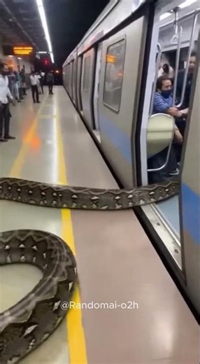 Metro Platform Par Nikal Aaya 15 Foot PYTHON… Log Kursiyon Par Chadh Gaye 😱
