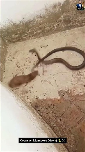 Cobra vs. Mongoose (Nevla) 🐍⚔️ #snake #wildliferescue #cobra #wildlifeentertainment #wildlife