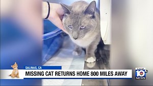 29 reactions · 5 comments | Missing cat walks 600 miles to find his owner 凉 #PetPsychic Want your pet to be next? Comment below with your pet’s name, age, a photo, and your question for a chance to be featured! Follow, Like, and Share! #cat #psychicreading #cats #catsofinstagram | The Pet Psychic | Facebook