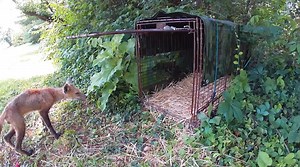 174K views · 1K reactions | Mangy Fox is gonna be a tough one! We’ll give him a few days to get comfy with the box trap before considering other trapping options. | Found A Hound Rescue | Facebook