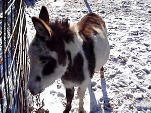 Donkey Noise | Donkey Sound | Donkey HeeHaw