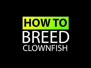 Clownfish Breeding Part 1