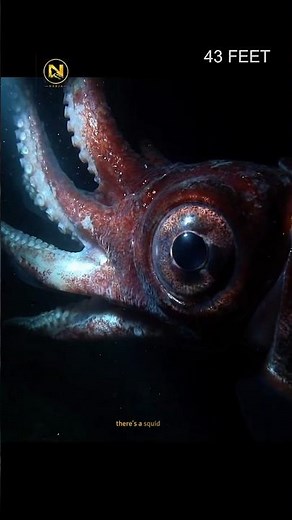 Deep Sea Gigantism 🦑 (Why Giant Squid Grow To 43 Feet)