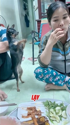Begging for food with folded paws #shortvideo