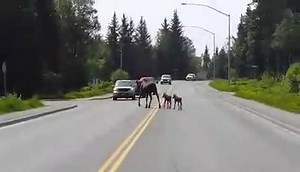 107K views · 4K reactions | Spring Babies Are Everywhere! Video By Hal Henning. Love Alaska? Like Us! > I Love Alaska | The Alaska Frontier | Facebook