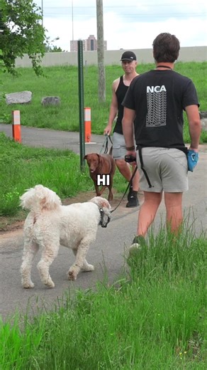 Essential Dog Training Tips for Beginners