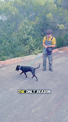 Unlock Your Dog’s Genius! Smart, fun training that builds obedience & bonds. Learn More : https://en-braintrainingfordog.com/ | We Dog Trainer