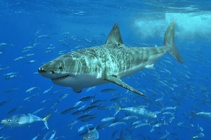 Studying the skin of the great white shark could help reduce drag in aircraft