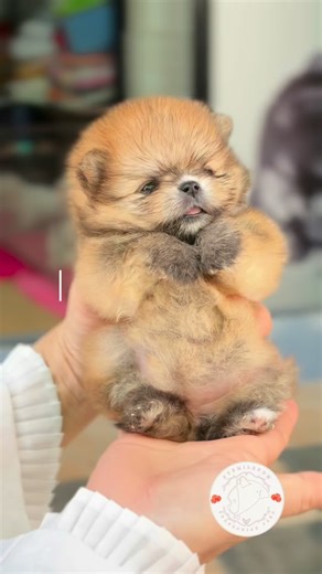 คิดว่าลูกปอมน่ารัก? รอดูตอนโตเต็มวัยก่อน! 😍✨ มาดูความเปลี่ยนแปลงของน้องปอมกันค่ะ! 📸 #fypom #fysmilepom #maltese . . . #pomeranian #pomeranianworld #pomeranianpuppy #pompom #pomeraniansofinstagram #pomeranianlove #pomeranianlife #pompuppy #puppy #puppylove #paw #cute #lovely #fluffy #dog #fyp #reels | FYsmilepom