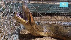 16K views · 100 reactions | The nightmare began when it opened its eyes. The anaconda was ready to feast and the little piglet resting peacefully became its perfect prey. The power of these huge snakes is as amazing as it is terrifying.... | Positive | Facebook