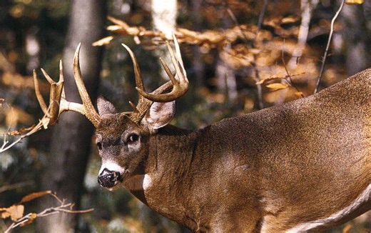 The 20 Biggest Myths in Deer Hunting