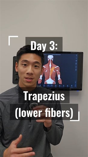 Matthew Ha | MScPT, B.H.K on Instagram: "Day 3: Trapezius (lower fibers) Origin: spinous processes of T5-12 Insertion: scapular spine (medial) Innervation: Spinal accessory nerve Actions: Scapular retraction, depression, upward rotation, posterior tilting People always get confused about how this muscle upwardly rotates. Think about the insertion point and it's angle of pull! Follow along as we continue this series and drop your questions in the comments! #anatomy #physioeducation #physiotherapy